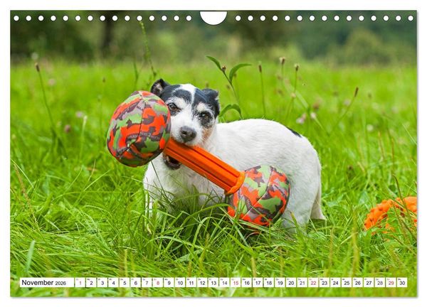 Produktbild: 100000 Volt auf vier Pfoten - Jack und Parson Russell Terrier (Wandkalender 2026 DIN A4 quer), CALVENDO Monatskalender