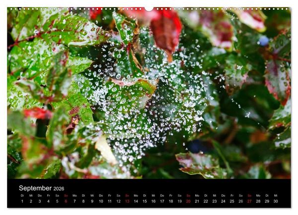 Produktbild: Wassertropfen (Wandkalender 2026 DIN A2 quer), CALVENDO Monatskalender