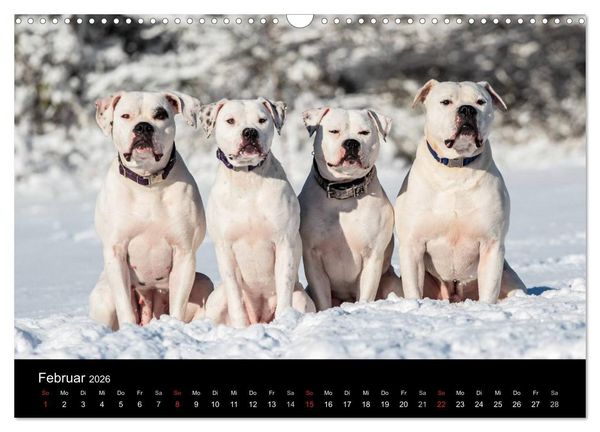 Produktbild: American Bulldog - alles Andere ist nur ein Hund (Wandkalender 2026 DIN A3 quer), CALVENDO Monatskalender