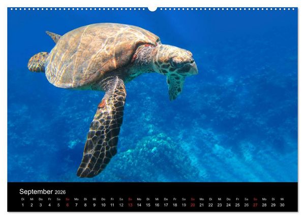 Produktbild: Riffleben - Einfach mal abtauchen (Wandkalender 2026 DIN A2 quer), CALVENDO Monatskalender