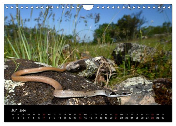 Produktbild: Schlangen (Wandkalender 2026 DIN A4 quer), CALVENDO Monatskalender