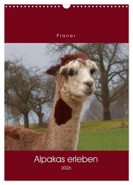 Produktbild: Alpakas erleben (Wandkalender 2026 DIN A3 hoch), CALVENDO Monatskalender