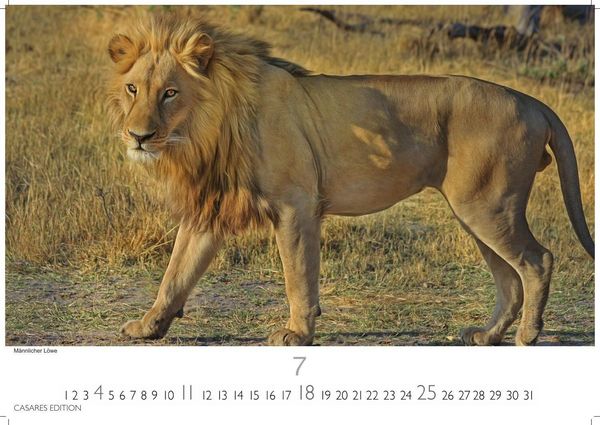 Produktbild: Big Cats Kalender 2027 &ndash; Wandkalender | Fotokalender Tierkalender 35x50cm &ndash; Wundersch&ouml;ner Gro&szlig;katzen-. mit beeindruckenden Fotos von Tiger| L&ouml;wen | Jaguar | Gepard | Luchs | Puma.