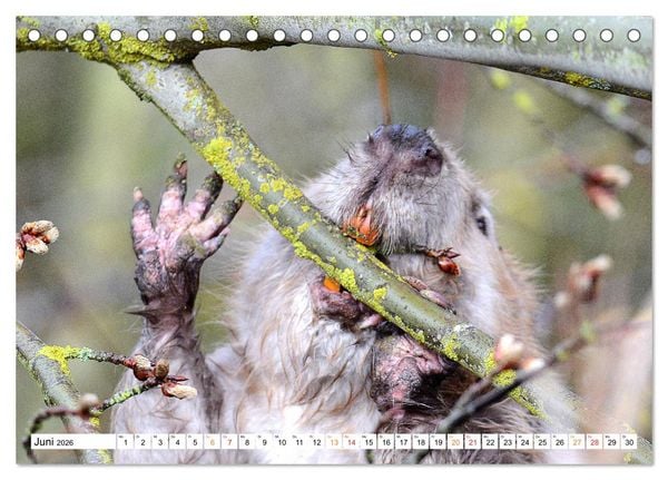 Produktbild: Der Biber, ein guter Bauhandwerker (Tischkalender 2026 DIN A5 quer), CALVENDO Monatskalender