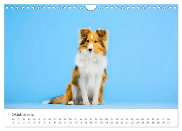 Produktbild: Shelties - Die zuckers&uuml;&szlig;en Vierbeiner. (Wandkalender 2026 DIN A4 quer), CALVENDO Monatskalender