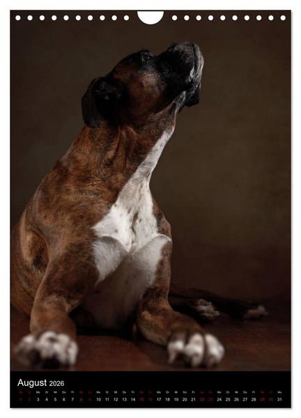 Produktbild: Boxer - Charmante Charakterk&ouml;pfe (Wandkalender 2026 DIN A4 hoch), CALVENDO Monatskalender