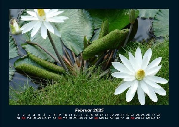 Produktbild: Rosentraum 2025 Fotokalender DIN A4