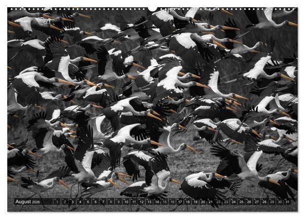 Produktbild: spotlight tansania (hochwertiger Premium Wandkalender 2026 DIN A2 quer), Kunstdruck in Hochglanz