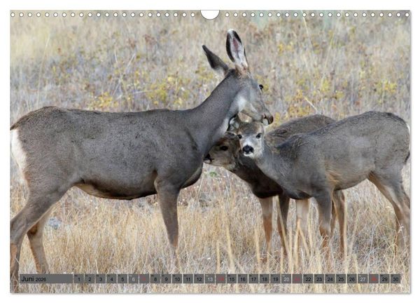 Produktbild: Wildtiere Nordamerikas (Wandkalender 2026 DIN A3 quer), CALVENDO Monatskalender