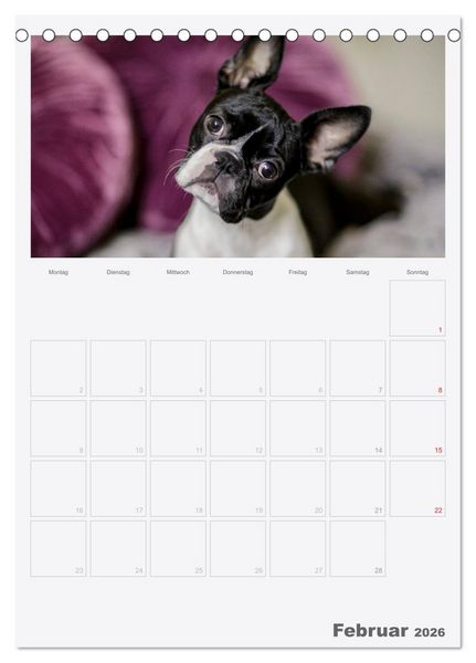 Produktbild: Boston Terrier der Hund 2026 (Tischkalender 2026 DIN A5 hoch), CALVENDO Monatskalender
