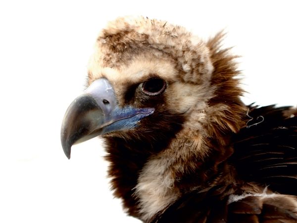 Produktbild: CALVENDO Puzzle Geierportrait | 1000 Teile Lege-Gr&ouml;&szlig;e 64x48cm Foto-Puzzle f&uuml;r gl&uuml;ckliche Stunden