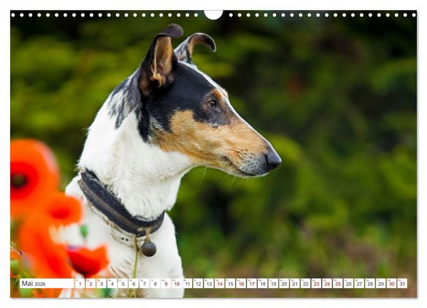 Produktbild: Ein Freund f&uuml;rs Leben - Smooth Collie (Wandkalender 2026 DIN A3 quer), CALVENDO Monatskalender