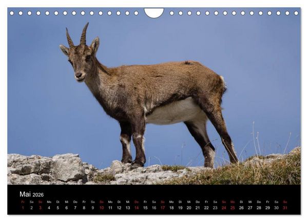 Produktbild: Steinwild in den Schweizer Voralpen (Wandkalender 2026 DIN A4 quer), CALVENDO Monatskalender