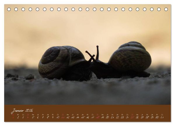 Produktbild: Ganz langsam im Schneckentempo durch's Jahr (Tischkalender 2026 DIN A5 quer), CALVENDO Monatskalender