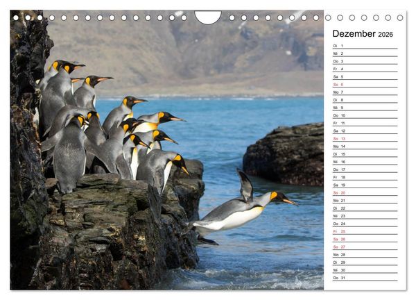 Produktbild: Pinguinliebe (Wandkalender 2026 DIN A4 quer), CALVENDO Monatskalender