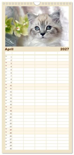 Produktbild: Familienplaner 2027 - Katzen im Portr&auml;t / Geburtstagskalender mit 5 Spalten (Wandkalender, 21 x 45 cm) CALVENDO