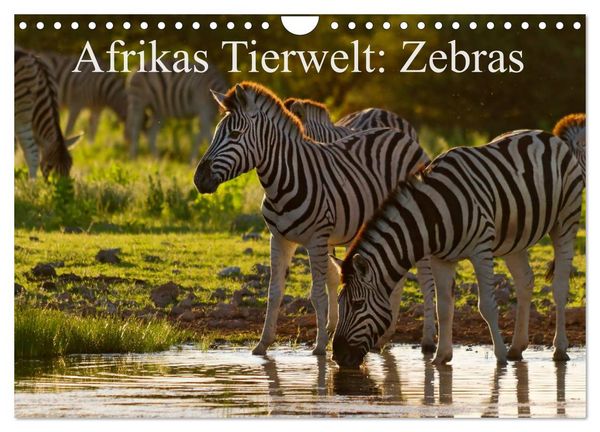 Produktbild: Afrikas Tierwelt: Zebras (Wandkalender 2026 DIN A4 quer), CALVENDO Monatskalender