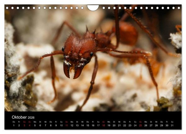 Produktbild: Atta sexdens - Blattschneiderameise (Wandkalender 2026 DIN A4 quer), CALVENDO Monatskalender