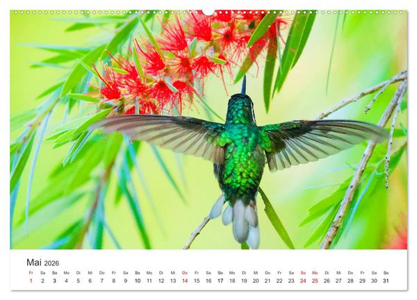 Produktbild: Costa Rica - exotische Tierwelt und unber&uuml;hrte Natur (Wandkalender 2026 DIN A2 quer), CALVENDO Monatskalender