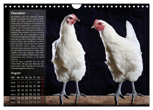 Produktbild: Von der Einzigartigkeit der H&uuml;hner 2026 (Wandkalender 2026 DIN A4 quer), CALVENDO Monatskalender