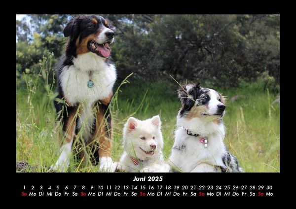 Produktbild: Hundezauber 2025 Fotokalender DIN A3
