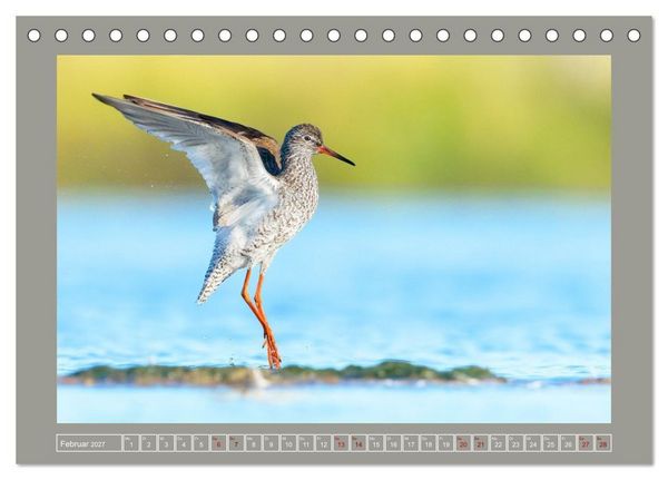 Produktbild: Limikolen - Watv&ouml;gel aus Europa (Tischkalender 2027 DIN A5 quer), CALVENDO Monatskalender