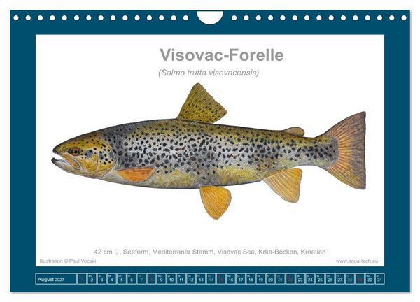 Produktbild: Fisch als Kunst 2027: Seeforellen (Wandkalender 2027 DIN A4 quer), CALVENDO Monatskalender