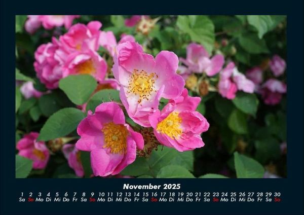 Produktbild: Rosentraum 2025 Fotokalender DIN A4