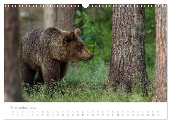 Produktbild: Braunb&auml;ren - pelzige Riesen in Finnlands W&auml;ldern (Wandkalender 2026 DIN A3 quer), CALVENDO Monatskalender