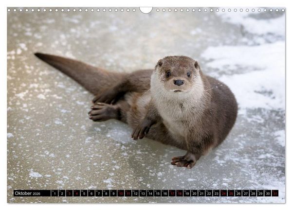 Produktbild: Fischotter, flinke J&auml;ger (Wandkalender 2026 DIN A3 quer), CALVENDO Monatskalender