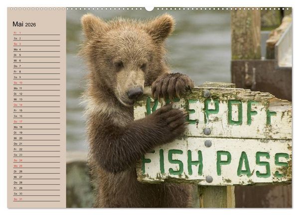 Produktbild: B&auml;ren. Unterwegs mit Meister Petz (hochwertiger Premium Wandkalender 2026 DIN A2 quer), Kunstdruck in Hochglanz