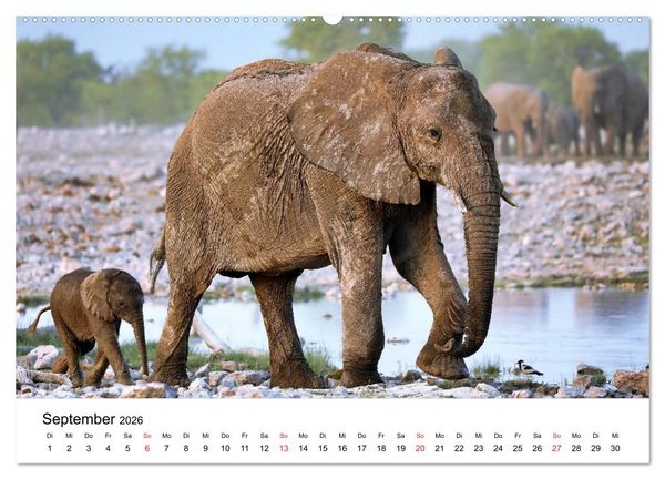 Produktbild: Namibias Elefanten (hochwertiger Premium Wandkalender 2026 DIN A2 quer), Kunstdruck in Hochglanz
