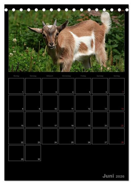 Produktbild: Zwergziegen (Tischkalender 2026 DIN A5 hoch), CALVENDO Monatskalender