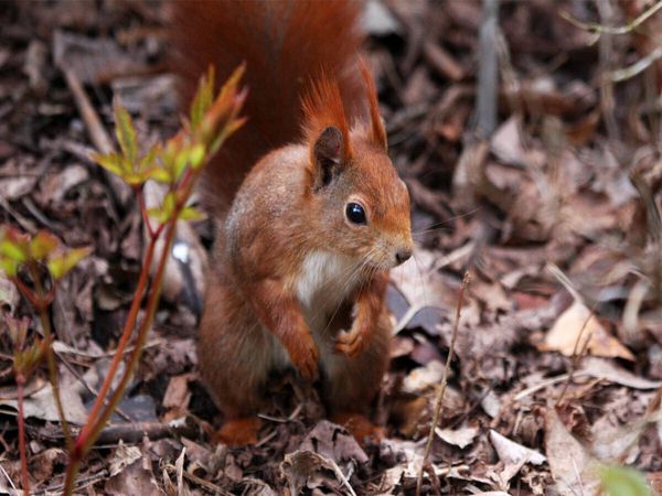 Produktbild: Eichh&ouml;rnchen im Herbstlaub (Puzzle)