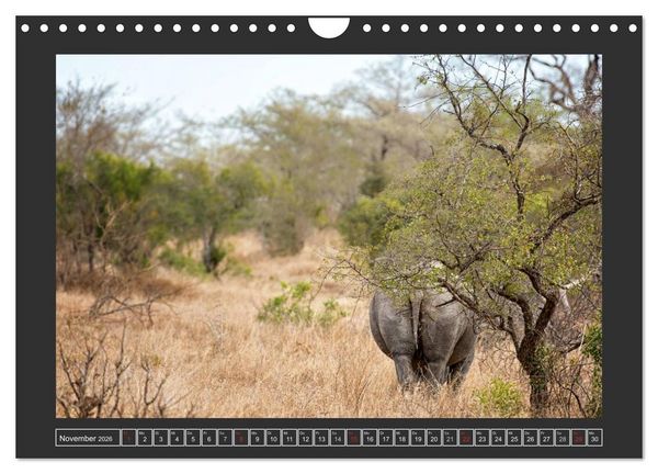 Produktbild: Das Wei&szlig;e Nashorn (Wandkalender 2026 DIN A4 quer), CALVENDO Monatskalender
