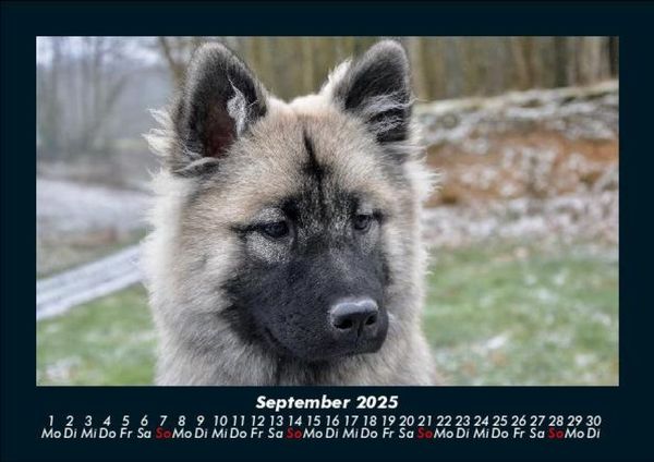 Produktbild: Hundezauber 2025 Fotokalender DIN A5
