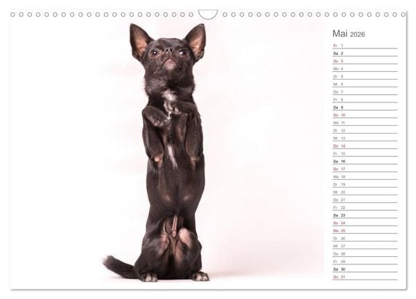 Produktbild: Chihuahua - Die Welt der Kleinen (Wandkalender 2026 DIN A3 quer), CALVENDO Monatskalender