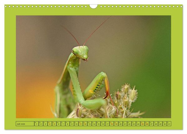 Produktbild: Die Gottesanbeterin Mantis Religiosa (Wandkalender 2026 DIN A3 quer), CALVENDO Monatskalender