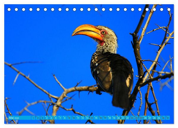 Produktbild: Botswana- Pirschfahrt mit Garantie auf Wildlife (Tischkalender 2026 DIN A5 quer), CALVENDO Monatskalender