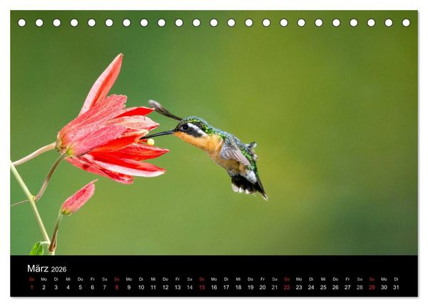 Produktbild: Der Kolibrikalender (Tischkalender 2026 DIN A5 quer), CALVENDO Monatskalender