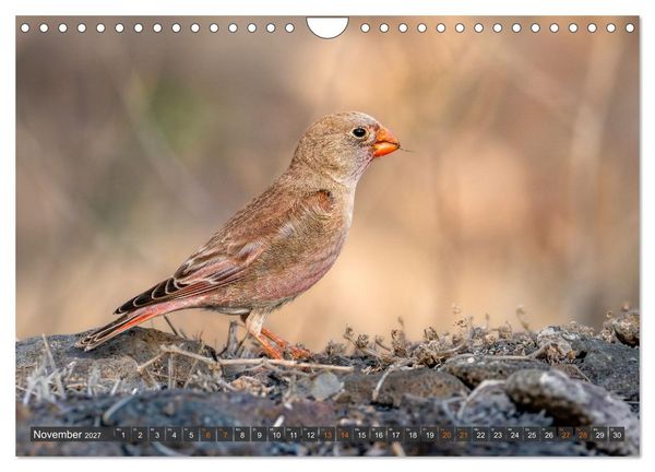 Produktbild: Die sch&ouml;nsten Brutv&ouml;gel Lanzarotes (Wandkalender 2027 DIN A4 quer), CALVENDO Monatskalender