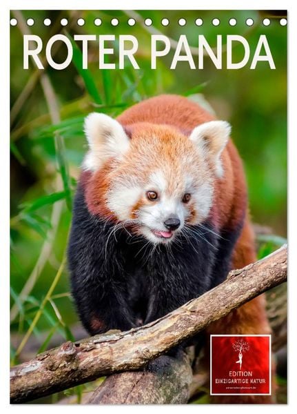 Produktbild: Roter Panda (Tischkalender 2026 DIN A5 hoch), CALVENDO Monatskalender