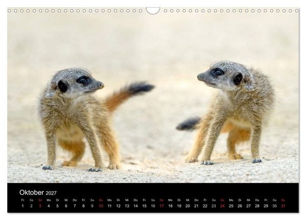 Produktbild: Lustige Erdm&auml;nnchen (Wandkalender 2027 DIN A3 quer), CALVENDO Monatskalender