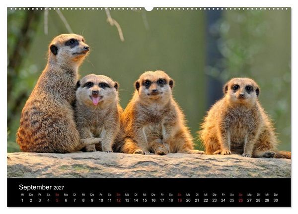 Produktbild: Erdm&auml;nnchen - Tierkinder (Wandkalender 2027 DIN A2 quer), CALVENDO Monatskalender