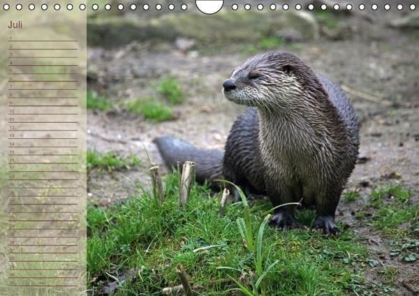 Produktbild: Fischotter Geburtstagskalender (Wandkalender immerw&auml;hrend DIN A4 quer)