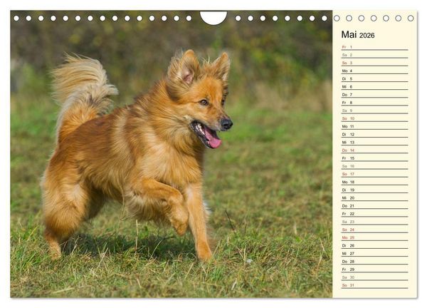 Produktbild: Altdeutsche H&uuml;tehunde - Fast vergessen (Wandkalender 2026 DIN A4 quer), CALVENDO Monatskalender