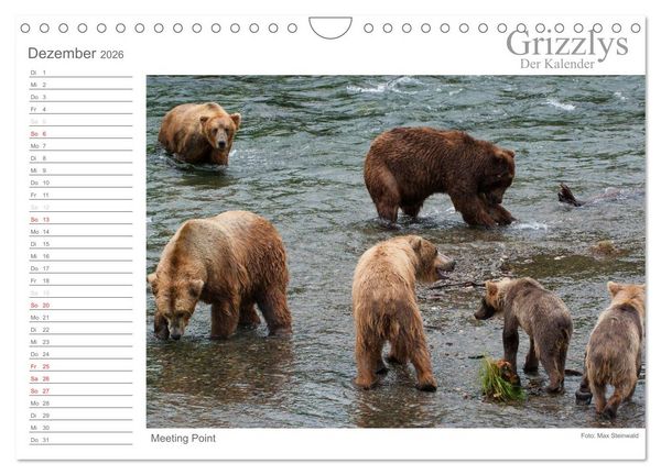 Produktbild: Grizzlys - Der Kalender (Wandkalender 2026 DIN A4 quer), CALVENDO Monatskalender