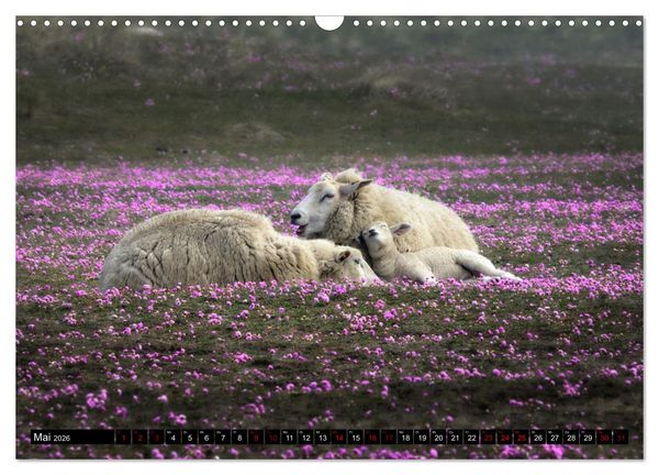 Produktbild: Schafe auf Sylt (Wandkalender 2026 DIN A3 quer), CALVENDO Monatskalender