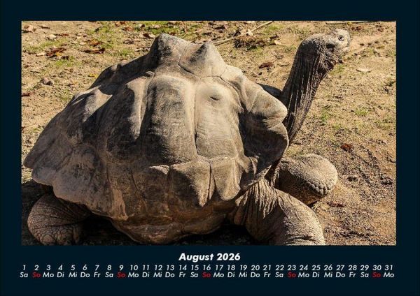 Produktbild: Schildkr&ouml;tenzauber 2026 Fotokalender DIN A4