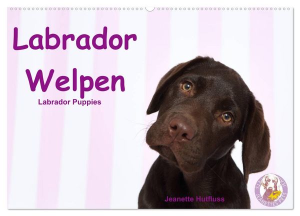 Produktbild: Labrador Welpen - Labrador Puppies (Wandkalender 2026 DIN A2 quer), CALVENDO Monatskalender